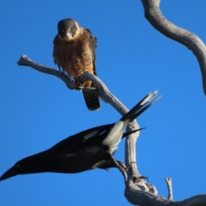 Falco longipennis at Garran, ACT - 19 Jul 2023