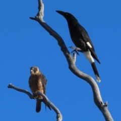 Falco longipennis at Garran, ACT - 19 Jul 2023