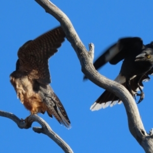 Falco longipennis at Garran, ACT - 19 Jul 2023