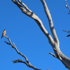 Falco longipennis at Garran, ACT - 19 Jul 2023