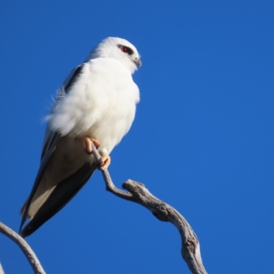 Elanus axillaris (Black-shouldered Kite) at Red Hill Nature Reserve - 19 Jul 2023 by roymcd