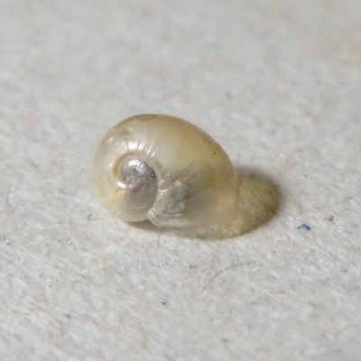 Cornu aspersum (Common Garden Snail) at Macarthur, ACT - 22 Jul 2023 by RodDeb