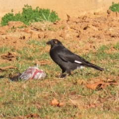 Strepera graculina (Pied Currawong) at Symonston, ACT - 22 Jul 2023 by RodDeb