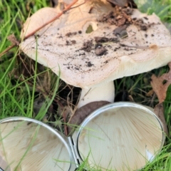 Unverified Cap on a stem; gills below cap [mushrooms or mushroom-like] at Wodonga, VIC - 16 Jul 2023 by KylieWaldon