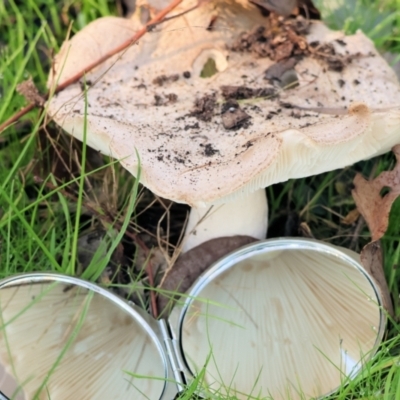 Unidentified Cap on a stem; gills below cap [mushrooms or mushroom-like] at Wodonga - 16 Jul 2023 by KylieWaldon