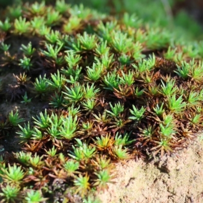 Dawsonia (genus) at Wodonga - 16 Jul 2023 by KylieWaldon