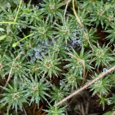 Polytrichaceae sp. (family) at Wodonga, VIC - 16 Jul 2023 by KylieWaldon