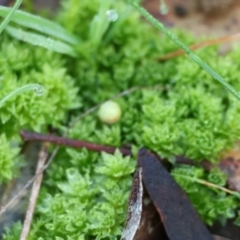 Syntrichia papillosa at Wodonga, VIC - 16 Jul 2023 by KylieWaldon