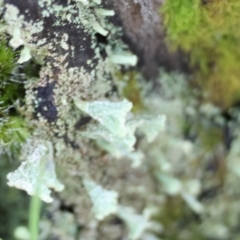 Unidentified Moss, Liverwort or Hornwort at Wodonga, VIC - 16 Jul 2023 by KylieWaldon