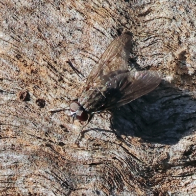 Unidentified Bristle Fly (Tachinidae) at Wodonga - 16 Jul 2023 by KylieWaldon