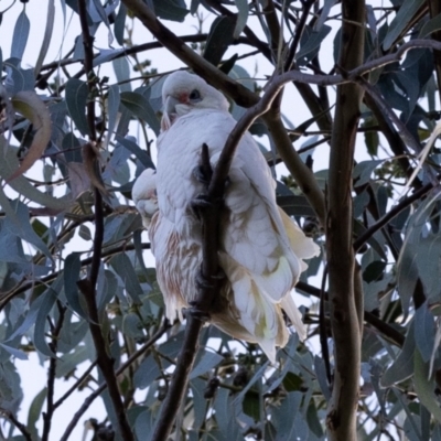 Cacatua sanguinea (Little Corella) at Higgins, ACT - 16 Jun 2023 by AlisonMilton