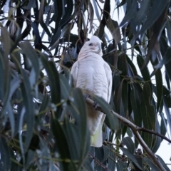 Cacatua sanguinea at Higgins, ACT - 16 Jun 2023