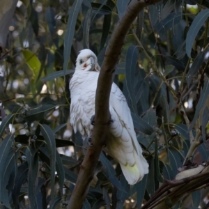 Cacatua sanguinea at Higgins, ACT - 16 Jun 2023 02:32 PM