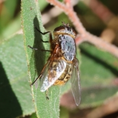 Calliphora stygia (Brown blowfly or Brown bomber) at Jack Perry Reserve - 16 Jul 2023 by KylieWaldon