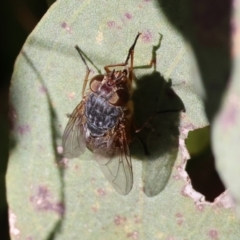 Calliphora sp. (genus) (Unidentified blowfly) at Jack Perry Reserve - 16 Jul 2023 by KylieWaldon