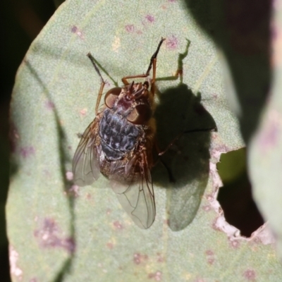 Calliphora sp. (genus) (Unidentified blowfly) at Jack Perry Reserve - 16 Jul 2023 by KylieWaldon