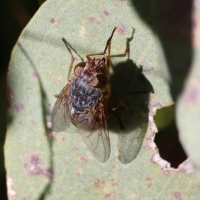 Calliphora sp. (genus) (Unidentified blowfly) at Wodonga, VIC - 16 Jul 2023 by KylieWaldon