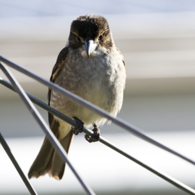 Cracticus torquatus (Grey Butcherbird) at Higgins, ACT - 12 Jul 2023 by AlisonMilton