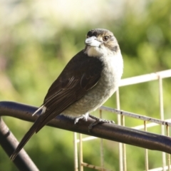 Cracticus torquatus at Higgins, ACT - 12 Jul 2023