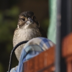 Cracticus torquatus at Higgins, ACT - 12 Jul 2023