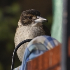 Cracticus torquatus at Higgins, ACT - 12 Jul 2023