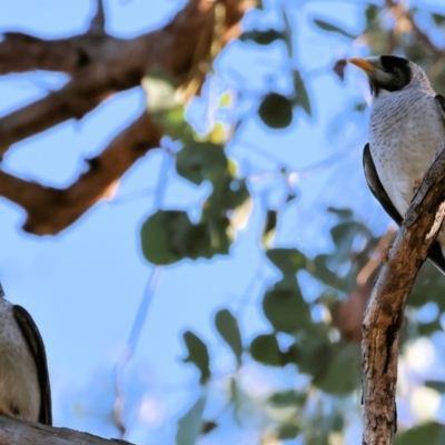 Manorina melanocephala (Noisy Miner) at Wodonga, VIC - 16 Jul 2023 by KylieWaldon