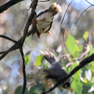 Manorina melanocephala at Wodonga, VIC - 16 Jul 2023 10:59 AM