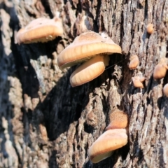 zz Agaric (stemless) at Wodonga, VIC - 16 Jul 2023 by KylieWaldon