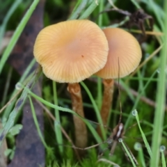 Unidentified Fungus at Wodonga, VIC - 16 Jul 2023 by KylieWaldon