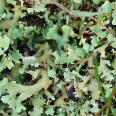 Unverified Lichen, Moss or other Bryophyte at Wodonga, VIC - 16 Jul 2023 by KylieWaldon