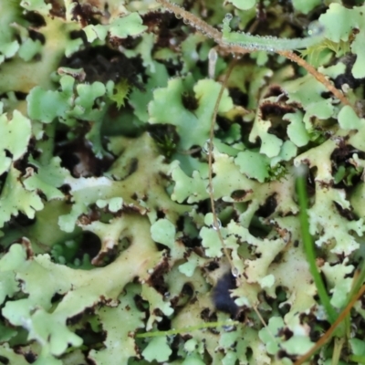 Unidentified Lichen, Moss or other Bryophyte at Wodonga - 16 Jul 2023 by KylieWaldon