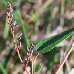 Hardenbergia violacea (False Sarsaparilla) at Jack Perry Reserve - 16 Jul 2023 by KylieWaldon