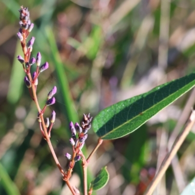 Hardenbergia violacea (False Sarsaparilla) at Jack Perry Reserve - 16 Jul 2023 by KylieWaldon