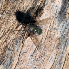 Unverified Blow fly (Calliphoridae) at Wodonga, VIC - 16 Jul 2023 by KylieWaldon