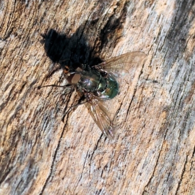 Unverified Blow fly (Calliphoridae) at Wodonga, VIC - 16 Jul 2023 by KylieWaldon