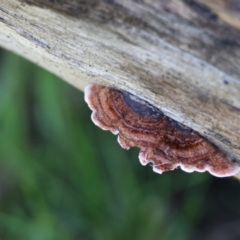 Unidentified Underside smooth or wrinkled/roughened <Stereum etc> at Wodonga, VIC - 16 Jul 2023 by KylieWaldon