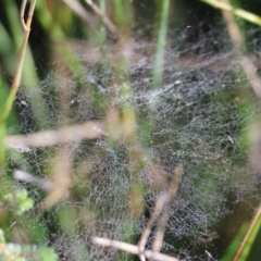 Unidentified Other web-building spider at Wodonga, VIC - 16 Jul 2023 by KylieWaldon