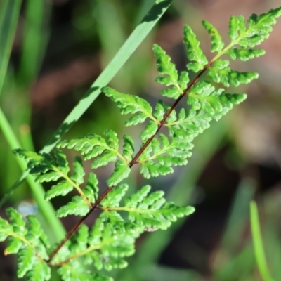 Cheilanthes sieberi subsp. sieberi (Narrow Rock Fern) at Wodonga - 16 Jul 2023 by KylieWaldon