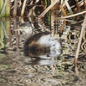 Tachybaptus novaehollandiae at Giralang, ACT - 21 Jun 2023