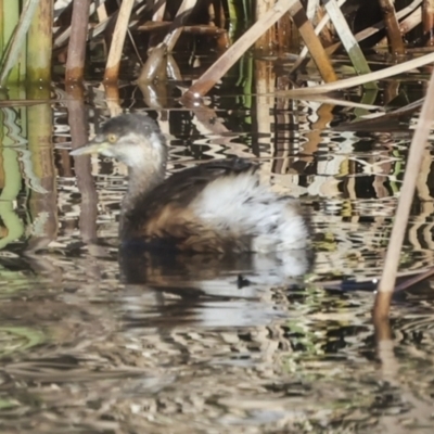 Tachybaptus novaehollandiae (Australasian Grebe) at Giralang Wetlands - 21 Jun 2023 by AlisonMilton