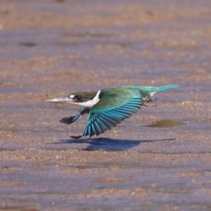 Todiramphus sordidus at Wellington Point, QLD - 19 Jul 2023