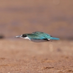 Todiramphus sordidus at Wellington Point, QLD - 19 Jul 2023