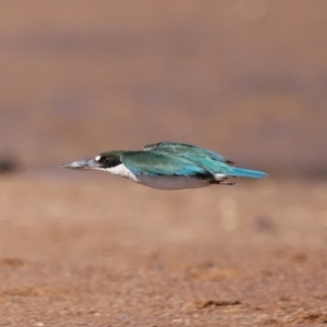 Todiramphus sordidus at Wellington Point, QLD - 19 Jul 2023