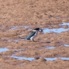 Todiramphus sordidus at Wellington Point, QLD - 19 Jul 2023