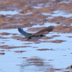 Todiramphus sordidus at Wellington Point, QLD - 19 Jul 2023 02:01 PM