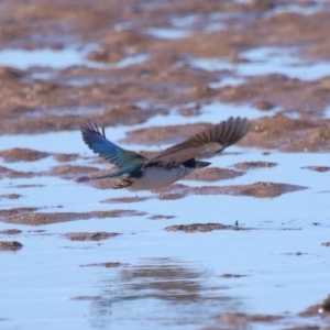 Todiramphus sordidus at Wellington Point, QLD - 19 Jul 2023