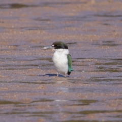 Todiramphus sordidus at Wellington Point, QLD - 19 Jul 2023