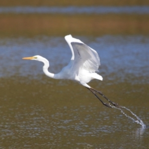 Ardea alba at Wellington Point, QLD - 19 Jul 2023