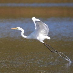 Ardea alba (Great Egret) at Wellington Point, QLD - 19 Jul 2023 by TimL