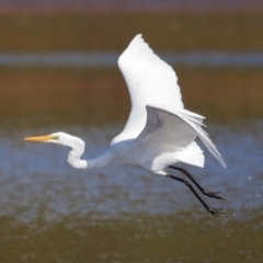 Ardea alba at Wellington Point, QLD - 19 Jul 2023 02:07 PM